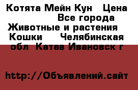 Котята Мейн Кун › Цена ­ 15 000 - Все города Животные и растения » Кошки   . Челябинская обл.,Катав-Ивановск г.